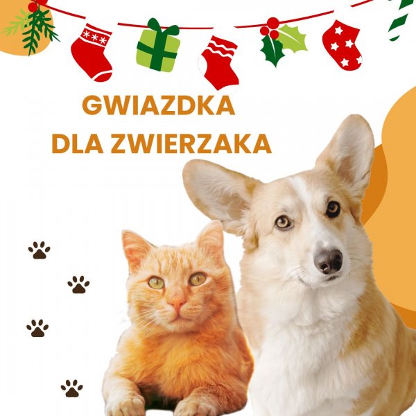 Gwiazdka dla zwierzaka